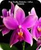 P. Timothy Christopher x bellina